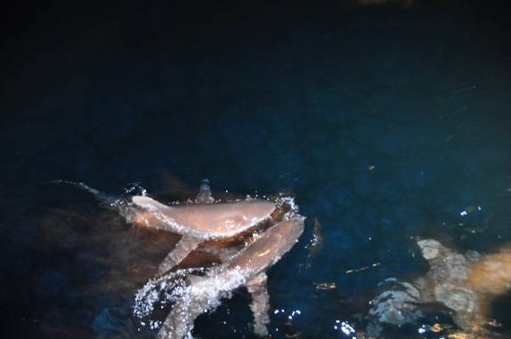 Tubarões de Galápagos (quase inofensivos!) cercam nosso barco durante  a noite na Ilha de Darwin, em Galápagos